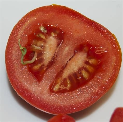 Tomato Seed Sprouting Inside Tomato Gardening