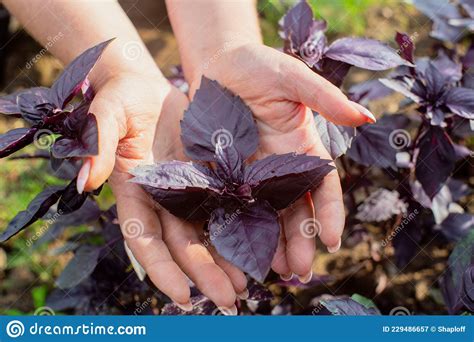 A Farmerand X27s Female Hand Tending A Purple Basil In A Garden Bed