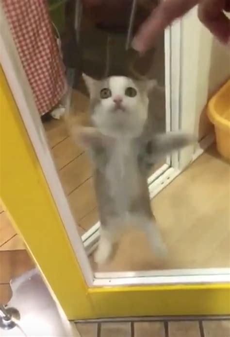 Cat Extremely Excited To See Owner Come Home
