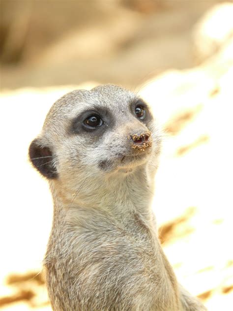 Meerkat Animal Mammal Africa Zoo One Animal Animal Wildlife Free