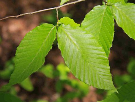 American Beech A Top 100 Common Tree In North America