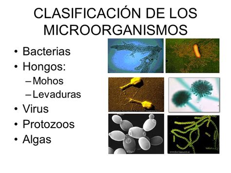 Que Son Los Microorganismos Clasificacion Caracteristicas Y Tipos Images