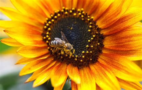 Pollinate strawberries effectively in the field remains to be. Bees: Only a Few Needed to Pollinate World's Crops, New ...