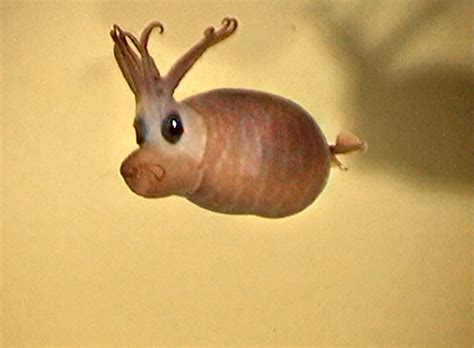 They don't seek for food actively since they need to retain the energy. SeaWayBLOG: The Piglet Squid, into the abyss lives a squid ...