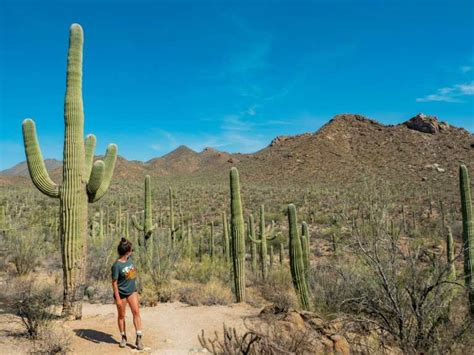 The Ultimate 1 Day Saguaro National Park Itinerary 14 Best Hikes