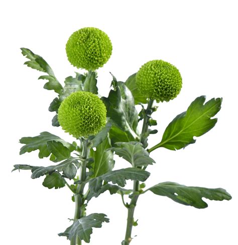 Chrysanthemum Ping Pong Feeling Green Wafex