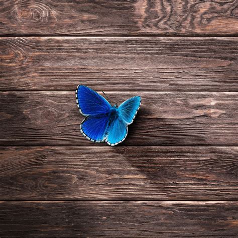 Blue Butterfly Wallpapers Hd Wallpapers Id 25054
