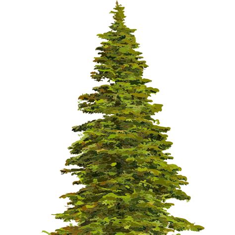 Spruce Openclipart