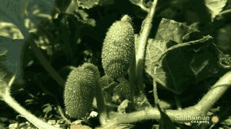 植物高畫質炸裂動圖記錄種子彈射瞬間 VITO雜誌