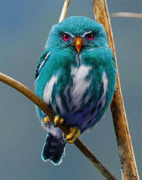 Uniquely Gorgeous Exotic Owls Aww