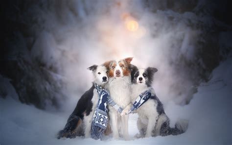 Download Wallpapers Border Collie Three Dogs Winter Snow Friendship