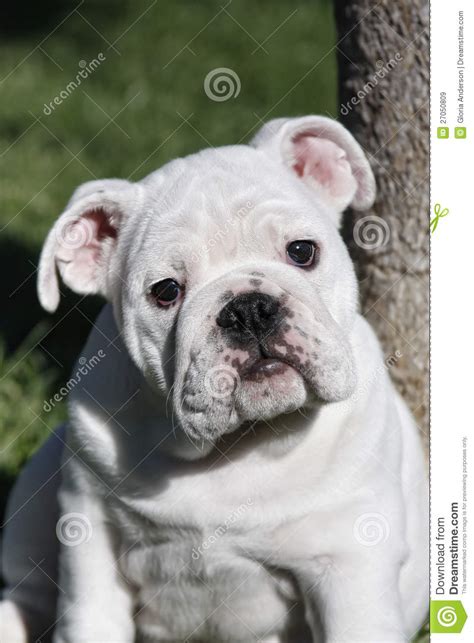 I'm not fat i'm just fluffy, french bulldog puppy my frenchie for more tell your friends by @slobbersquad. Fat Bulldog Puppy Royalty Free Stock Images - Image: 27050809