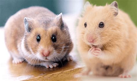 Facts You Need To Know Before Considering A Pets Hamster