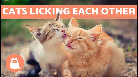 Why Do Cats Lick Each Other Pet News Live