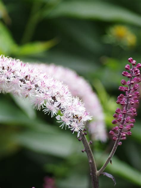 Actaea Simplex Pink Spike Beth Chatto Plants And Gardens