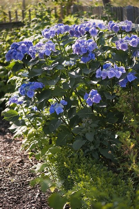 Hydrangea Macrophylla ‘blaumeise Bild Kaufen 12166696