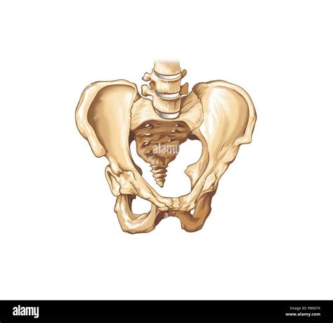 Tailbone Hi Res Stock Photography And Images Alamy