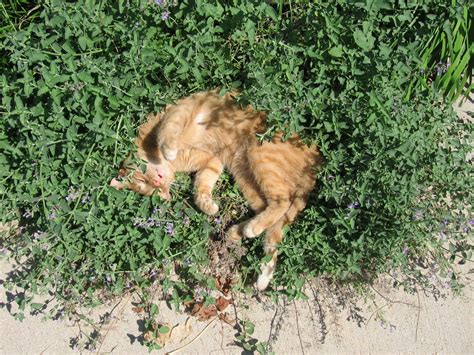 In some families, every member is lovable. What is Catnip? - The Infinite Spider