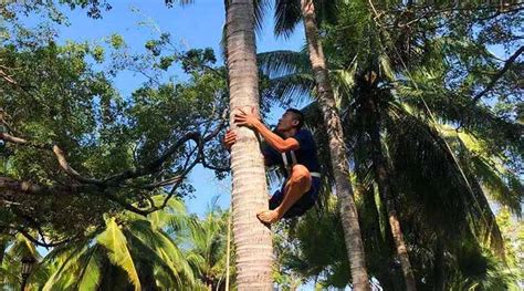 A New Coconut Tree Climbing Champion Is Crowned TropicalHainan Com