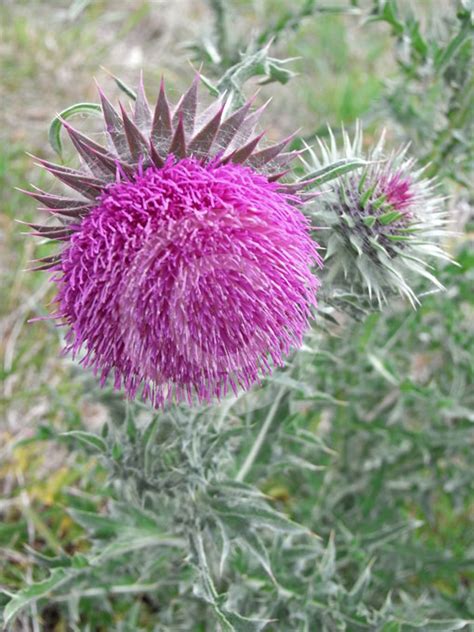 Carduus Nutans Nodding Thistle Musk Thistle Information And Photos
