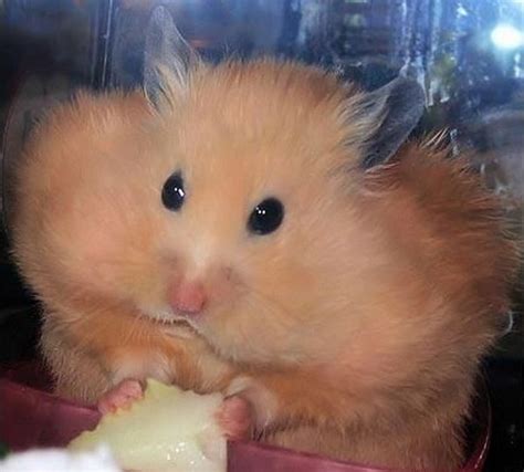 18 Best Fat Hamsters Images On Pinterest Funny Animals Rodents And