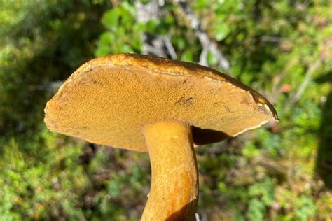 How To Identify Edible Boletes In Finland
