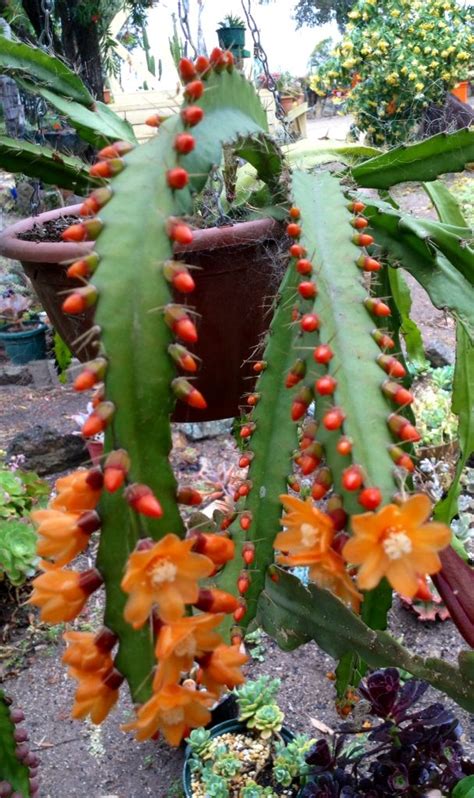 Monkey tail cactus (cleistocactus jujuyensis, cleistocactus stock photo: PFEIFFERA MONACANTHA. | Suculentas, Suculentas colgantes ...