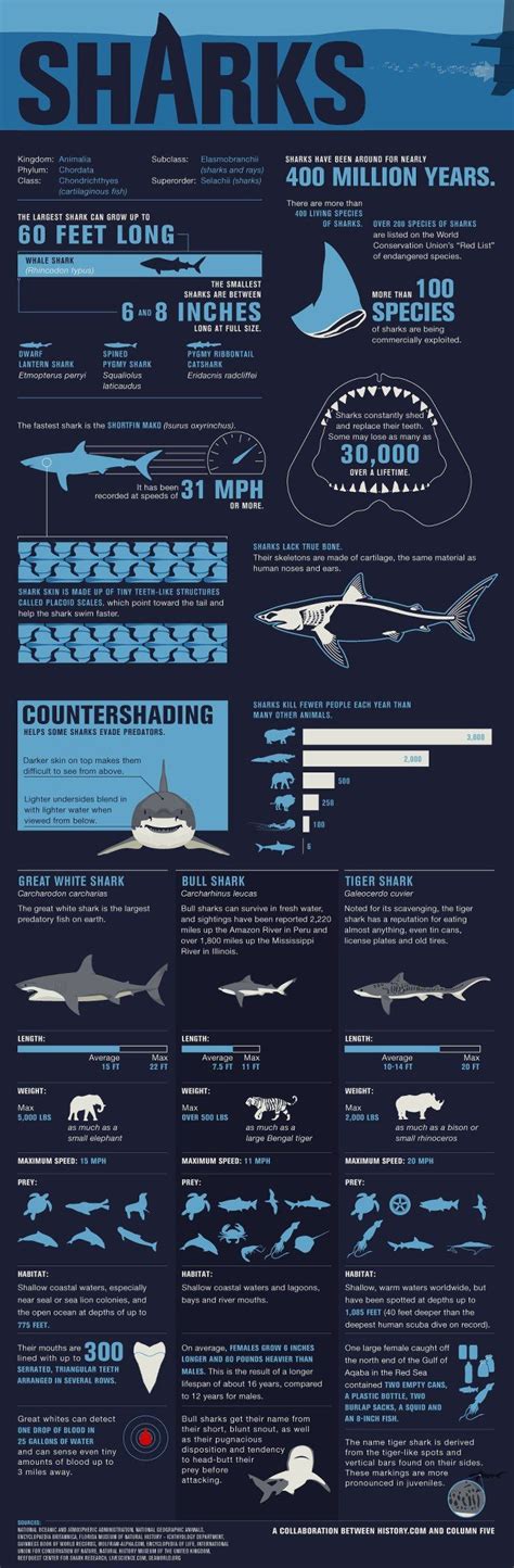 Learn Everything About Sharks In That Infographic Via All