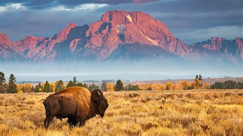 Bison In Grand Teton National Park Wyoming Usa 1920×1080 Hd