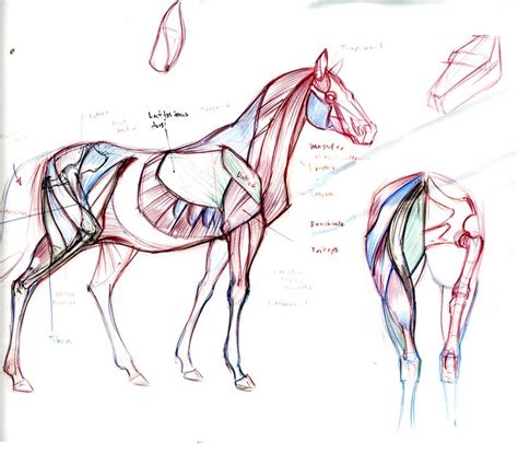 122 best ＊ Horse no.5 ( anatomy ) images on Pinterest | Horses, Animal