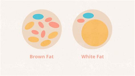 The Ultimate Guide To Brown Fat What It Is Why It Matters And