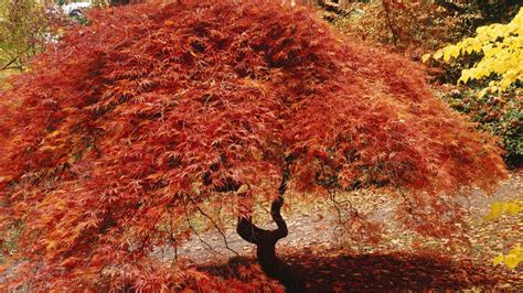 Japanese seattle washington wallpaper | Japanese maple tree, Japanese maple, Coral bark japanese ...