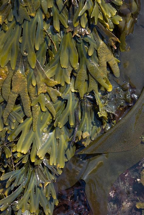 What Are The Different Types Of Seaweed In The World