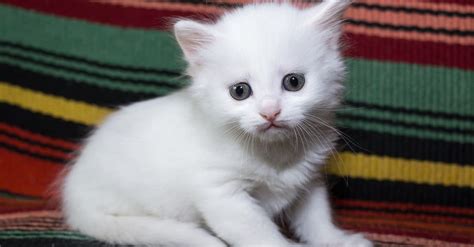 Turkish Angora Cat Breed Complete Guide A Z Animals