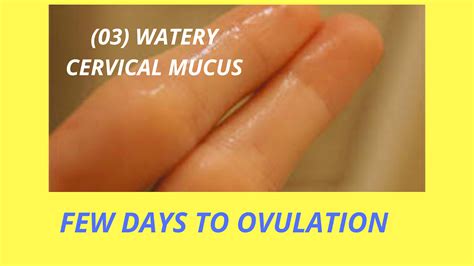Your Cervical Mucus Can Help You Conceive