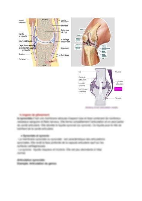 SOLUTION L Arthrologie Anatomie Studypool