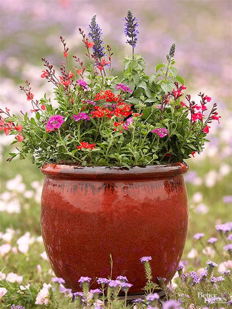 This cottage garden flower is both a stunner and attractive for hummingbirds. Containers for Pollinators