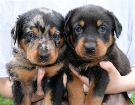Get matched with a pupper from a responsible beauceron breeder near you. The dog in world: Beauceron dogs