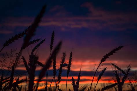 Wheats During Dawn In Landscape Photography Wallpaperhd Nature