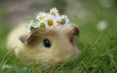 Guinea Pig Pigs Wallpapers Animal Adorable Cool
