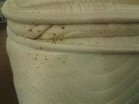 The eggs are tiny and milky white in color. mattress with spots left by bed bugs - Picture of Regal ...