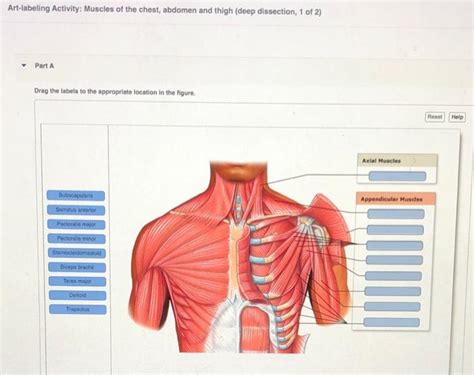 Solved Art Labeling Activity Muscles Of The Chest Abdomen Chegg Com