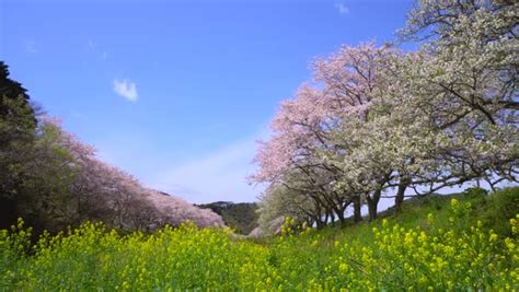 Cherry Blossoms At Matsuzaki Shizuoka Prefecture Japan Stock Video