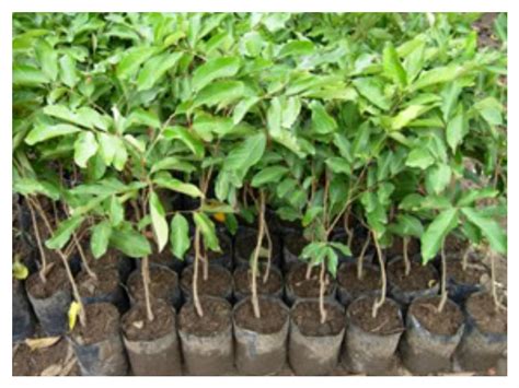 Tumbuhan tropis ini memerlukan iklim lembap dengan curah hujan tahunan paling sedikit 2.000 mm. Cita Tani Nursery (NS0154959): Benih Rambutan Gula Batu