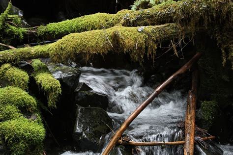 Olympic National Park One Of The Wildest Places Left Usa