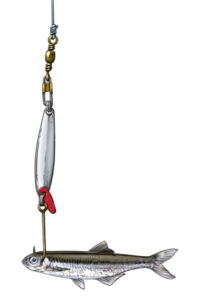 See full list on wikihow.com Live Bait Rigging for Winter Panfish - Game & Fish