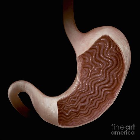 Human Stomach Photograph By Science Picture Co Fine Art America