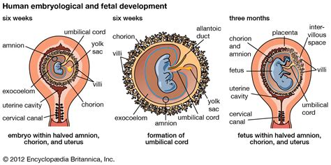 Caul Fetal Development Placenta And Umbilical Cord Britannica