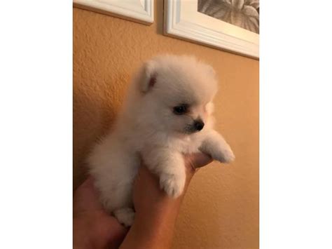 Shichon puppies are small dogs that make the perfect companion. Teddy bear Pomeranian puppies in Los Angeles, California ...