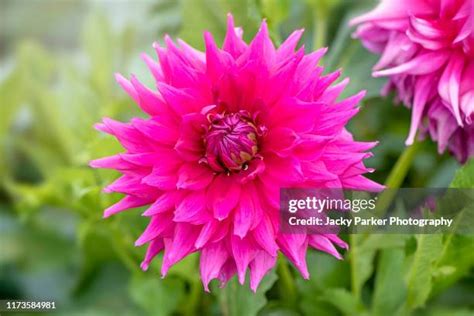 Semi Cactus Dahlias Photos And Premium High Res Pictures Getty Images